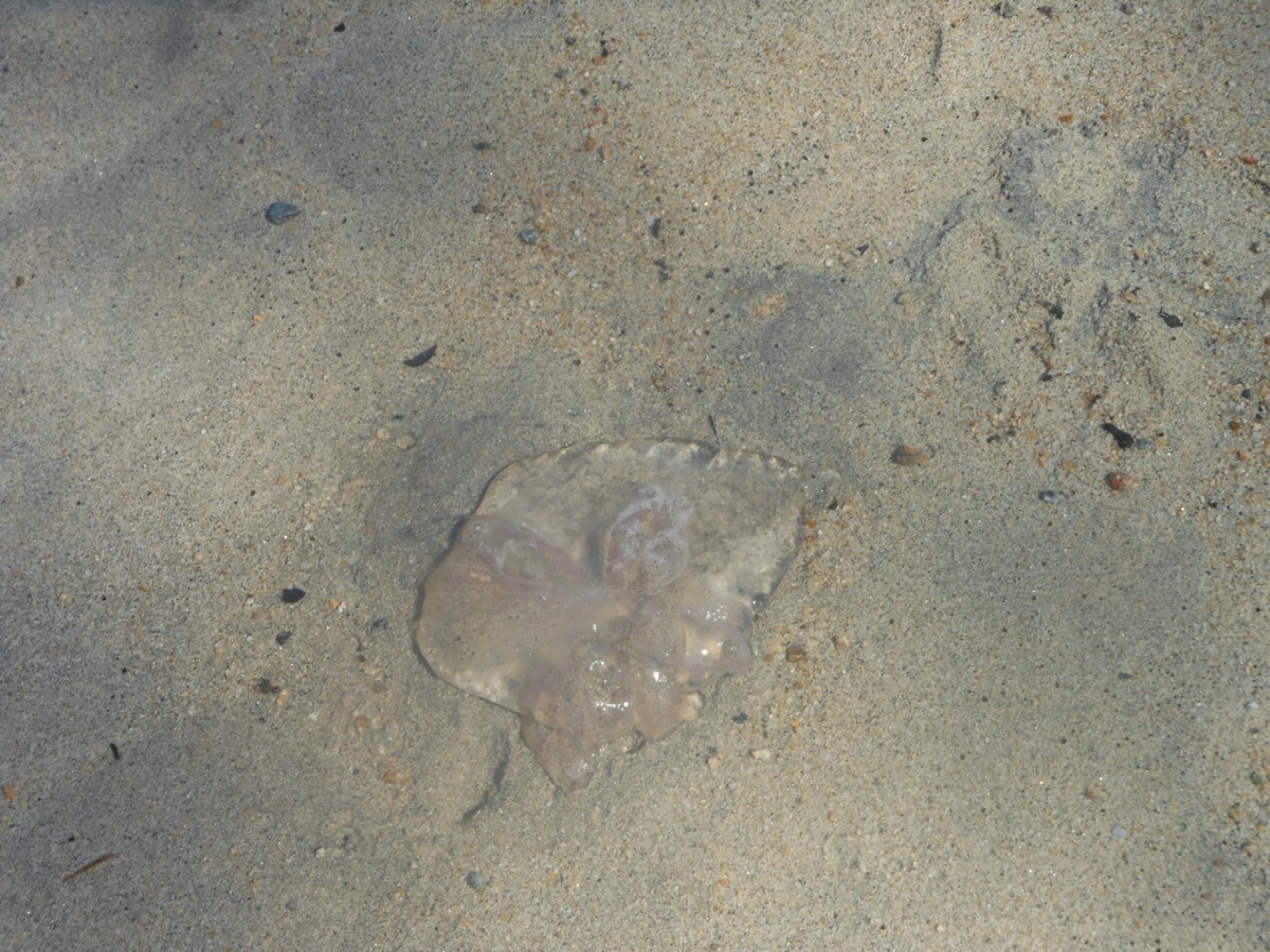 Are Clear Jellyfish Dangerous